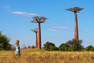 baobabs