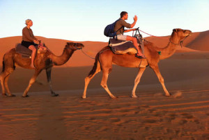 camel treck