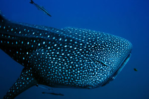 whaleshark