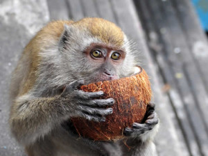 monkeycoconut