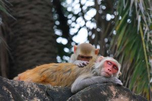 monkeymassage